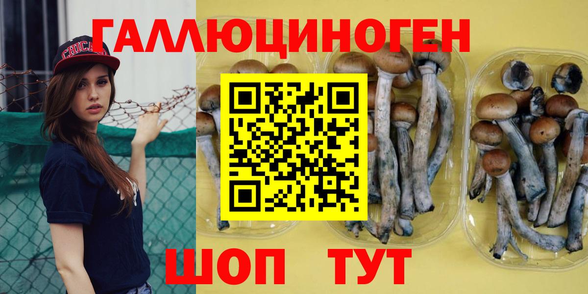 Псилоцибиновые грибы Psilocybine cubensis Менделеевск